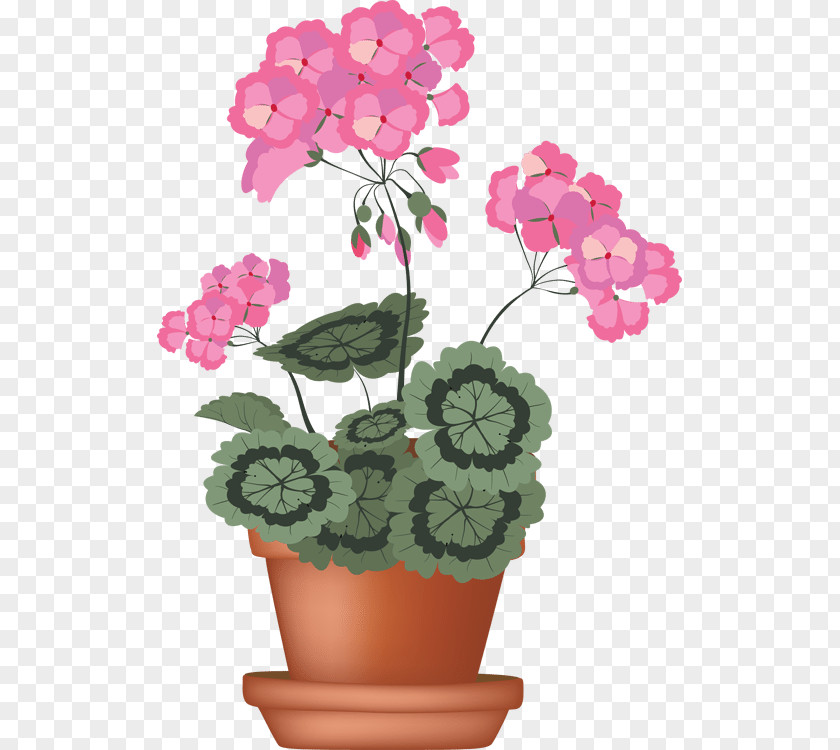 Flower Geraniums Drawing Clip Art PNG