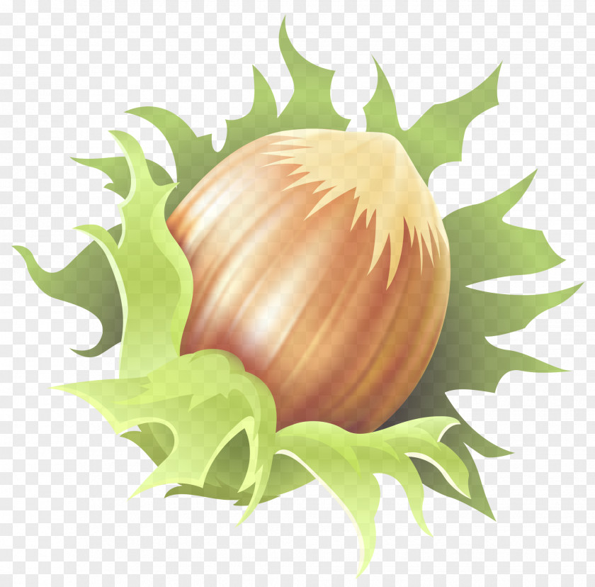 Flowering Plant Food Clip Art Vegetable Onion PNG