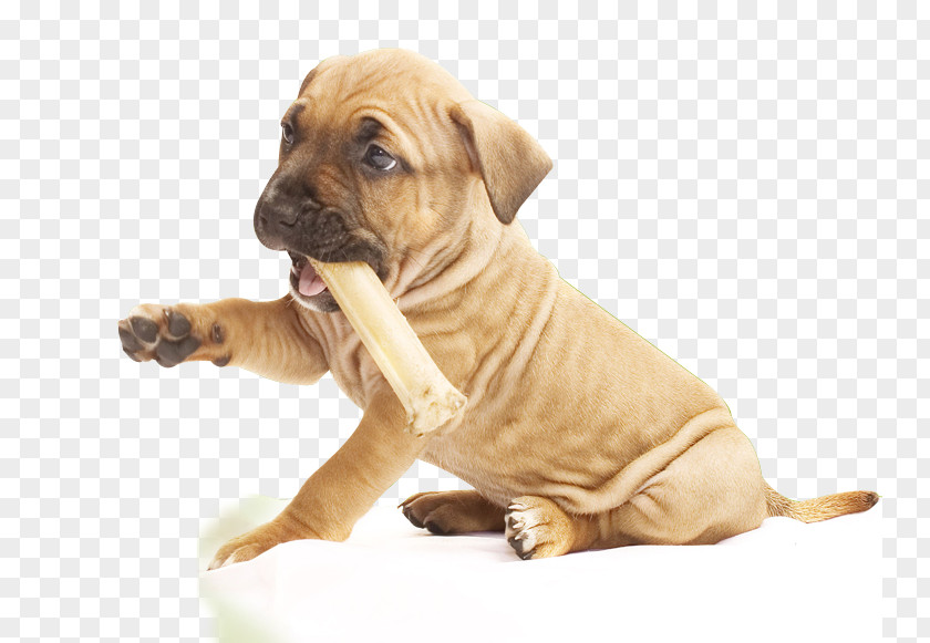 Puppy Dog Breed Boerboel Boxer Tosa PNG