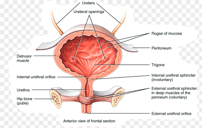 Urinary Bladder Anatomy Excretory System Urine Autonomic Nervous PNG