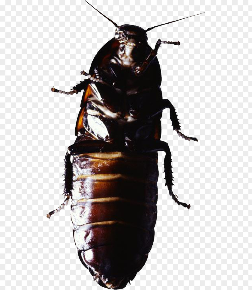 Black Beetle Cockroach Insect Pest Control PNG