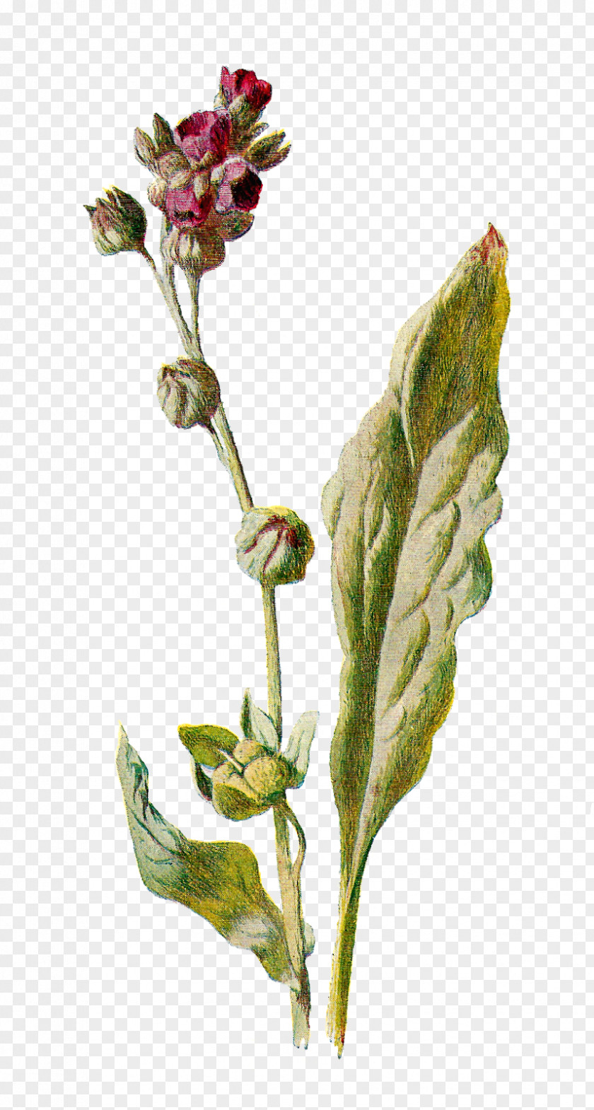 Botanical Cynoglossum Officinale Botany Illustration Flower Stock Photography PNG