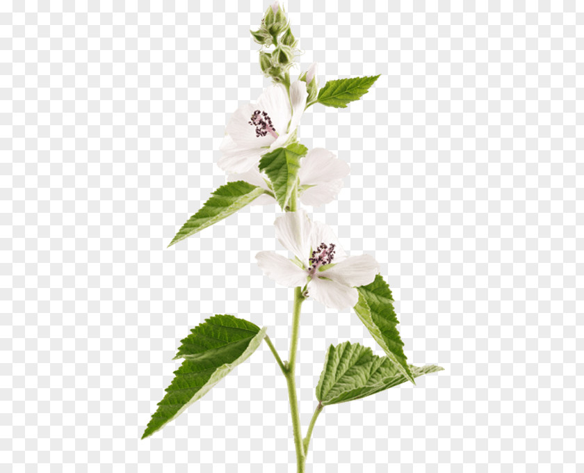 Botanical Flower Illustration Holy Basil Marshmallow Creme Marsh Mallow Herb PNG