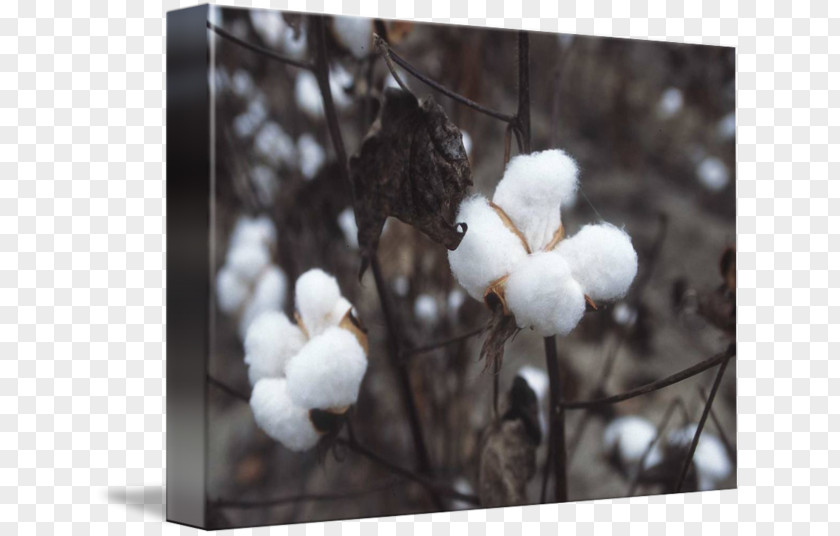 Cotton Plant Industry Textile 綿 Kapok Tree PNG