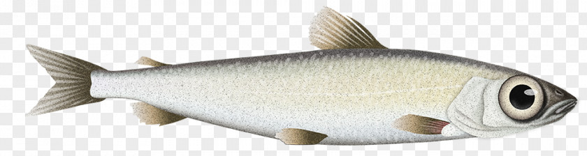 Cyclopterus Lumpus Milkfish Oily Fish Animal PNG