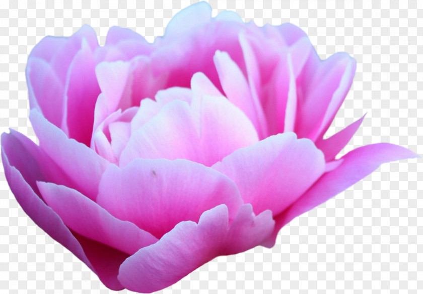 Peony Desktop Wallpaper Pink Flowers 4K Resolution 1080p PNG