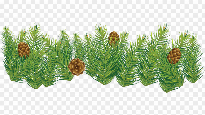Pine Cone Material Fir Spruce Conifer PNG