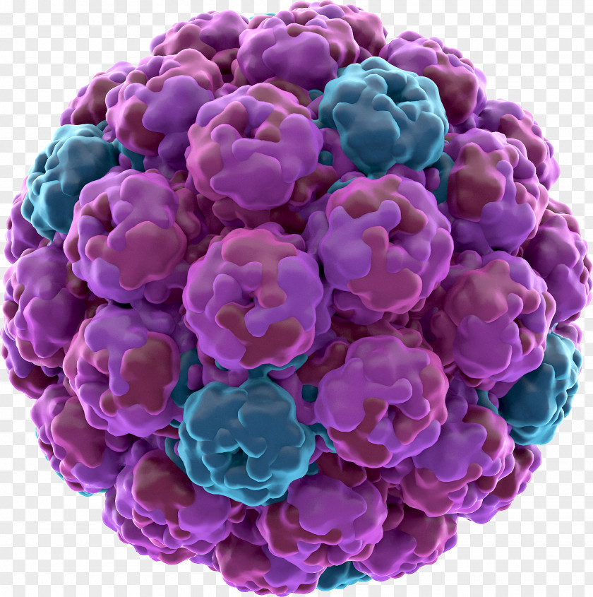 Polyhedrosis Virus Rhinovirus SV40 Zika Biology PNG