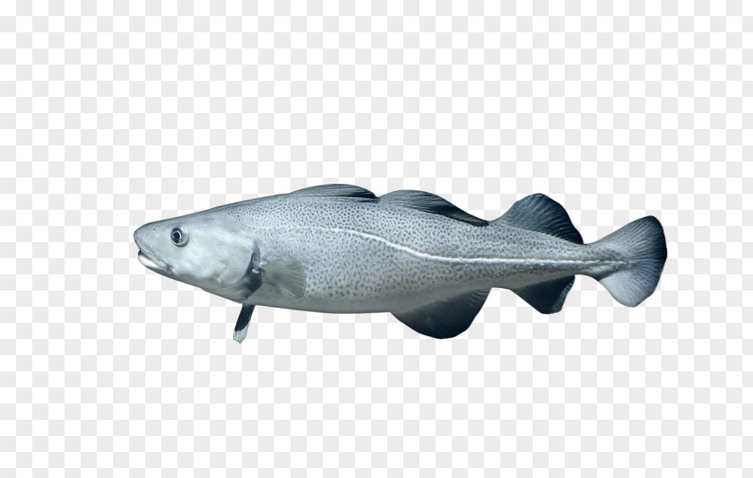Atlantic Cod Marine Biology Mammal Oily Fish Fauna PNG