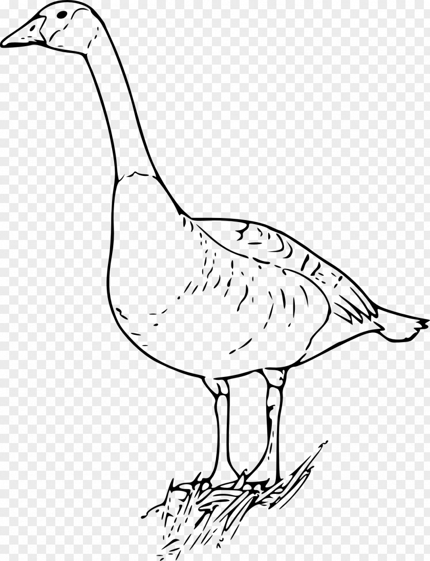 Goose Ausmalbild Coloring Book Duck Drawing PNG