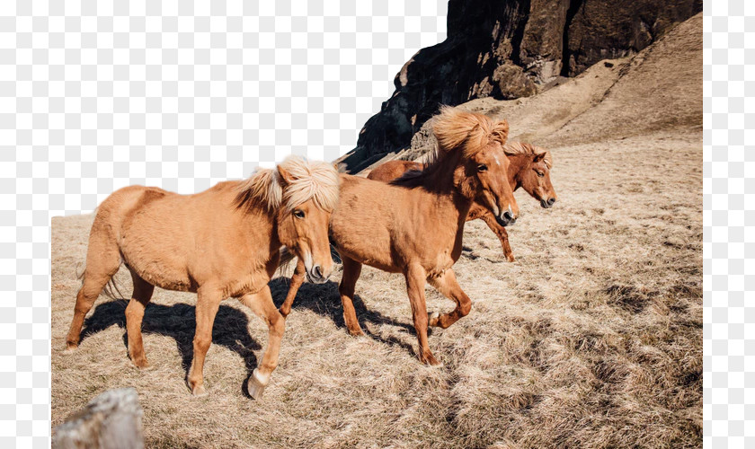 Mane Mare Horse Herd Przewalski's Mustang Ecoregion PNG
