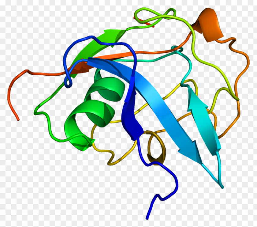Maternal Bond LGALS3BP Galectin-3 Lectin, Galactoside-binding, Soluble, 3 Binding Protein PNG