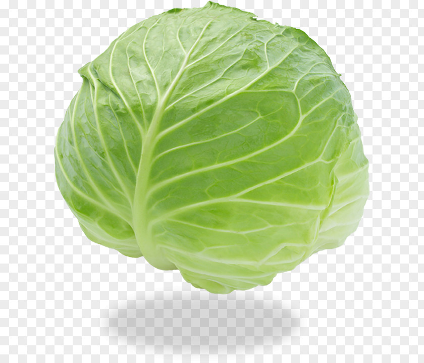 Cabbage Roll Leaf Vegetable Food PNG