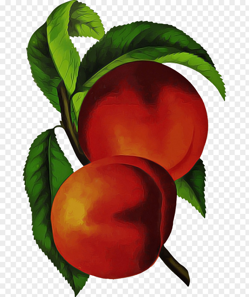 Food Nectarine European Plum Peach Plant Leaf Tree PNG