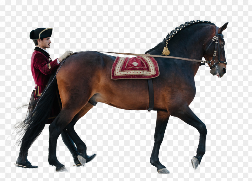Horse Hunt Seat Stallion Equestrian Rein PNG