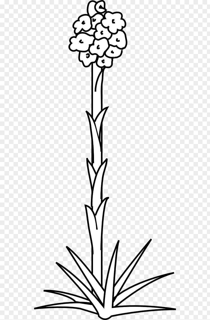 Plants Clip Art Plant Stem Flowering PNG