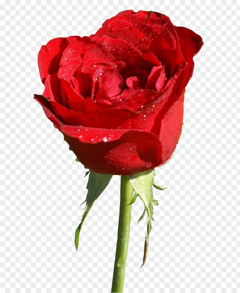 Rosa Garden Roses Flower Color PNG