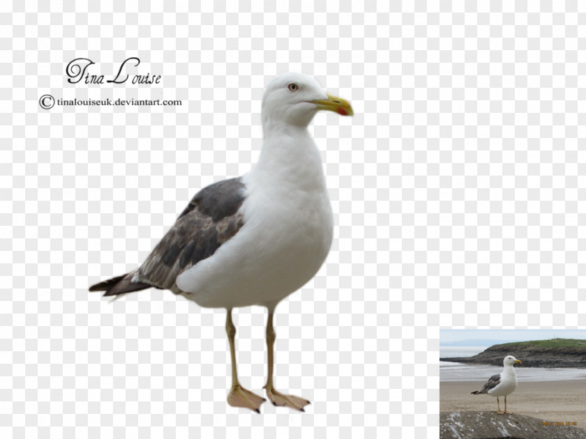 Seagull Gulls Bird Silhouette Clip Art PNG