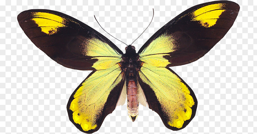 Butterfly Clouded Yellows Monarch Silkworm Brush-footed Butterflies PNG