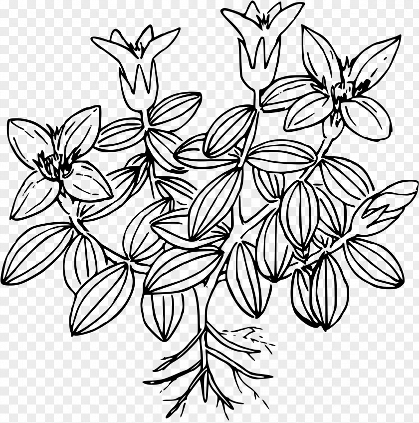 Flower Moss Drawing PNG