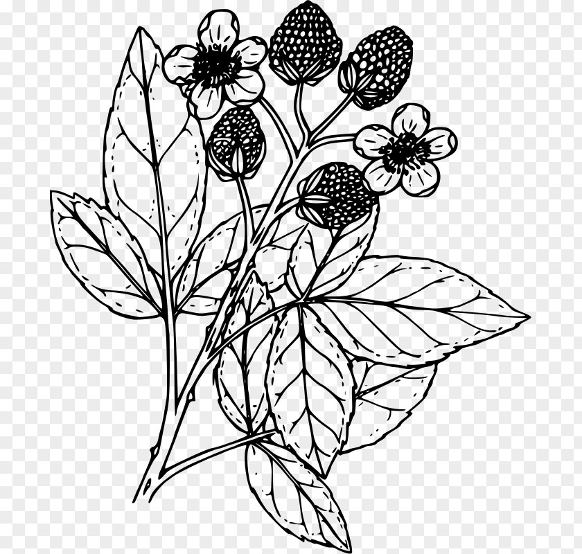 Raspberry Drawing Coloring Book Line Art Clip PNG