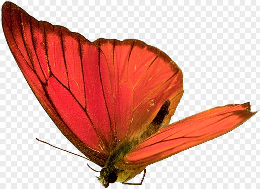 Butterfly,insect,specimen Butterfly Insect Animation PNG