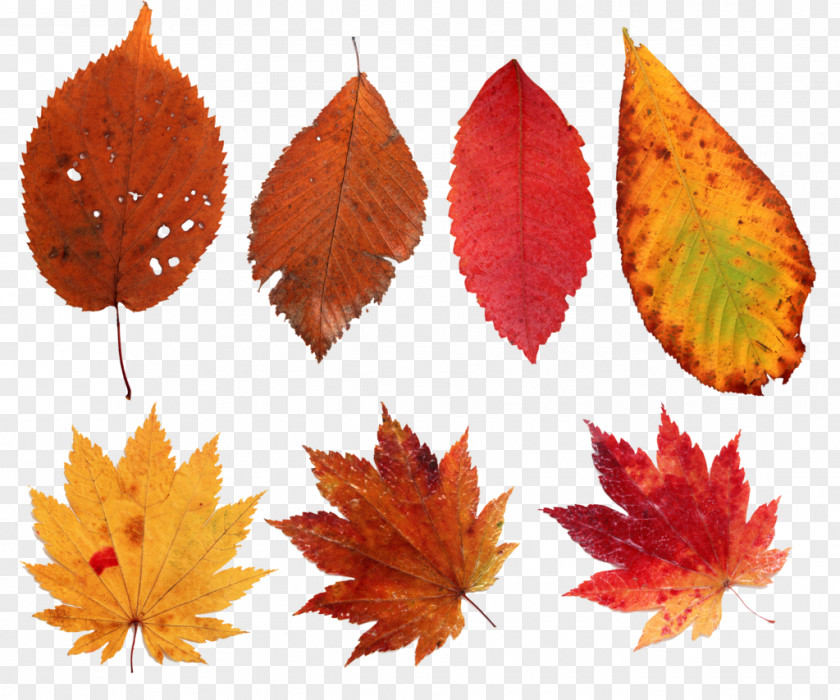 Decorative Elements Leaf Clip Art PNG