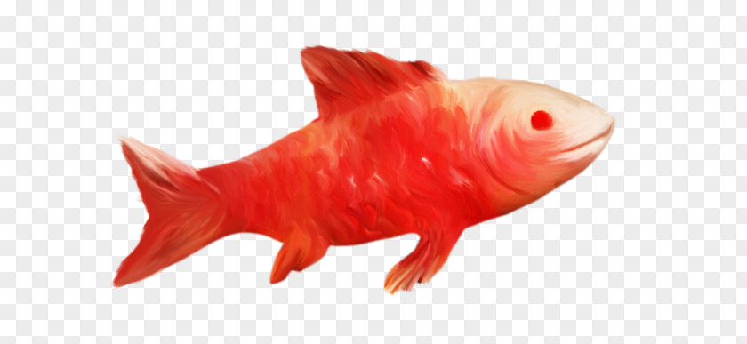 Fish Goldfish Fauna PNG