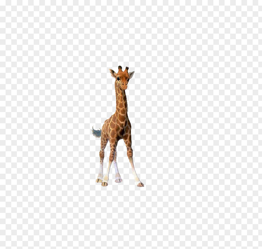 Giraffe Cartoon Illustration PNG