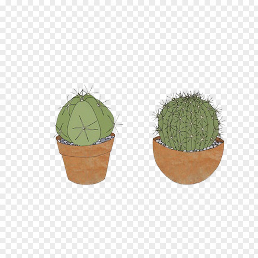 Hand-painted Plate Cactus Plants Cactaceae Google Images Download PNG