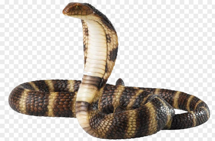 Snake Venomous Reptile King Cobra PNG