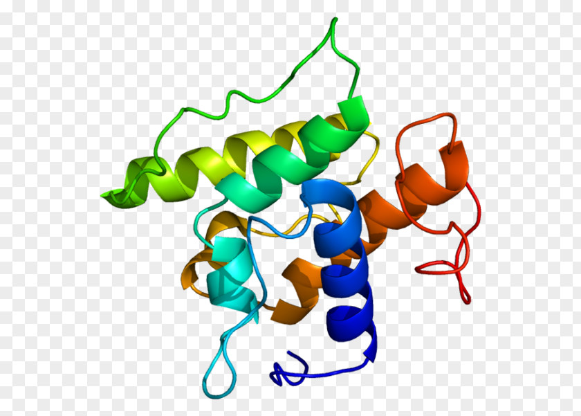 Actinbinding Protein Transgelin GeneCards Actin PNG