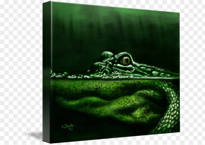 Amphibian Gallery Wrap Alligator Canvas Art PNG