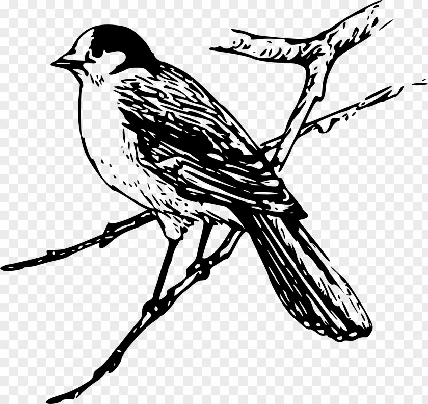 Bird Drawing Lark Clip Art PNG