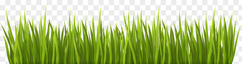 Grass Lawn Garden Clip Art PNG