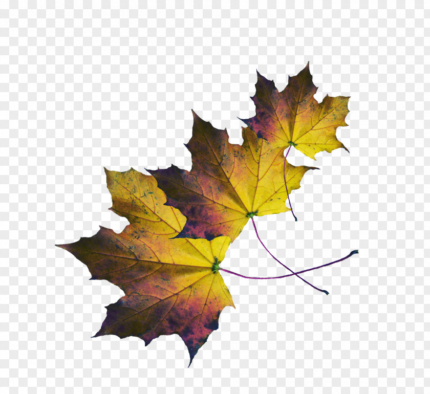 Leaf Maple PNG