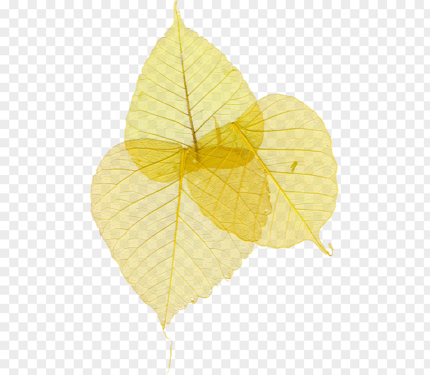 Leaf Yellow Google Images PNG