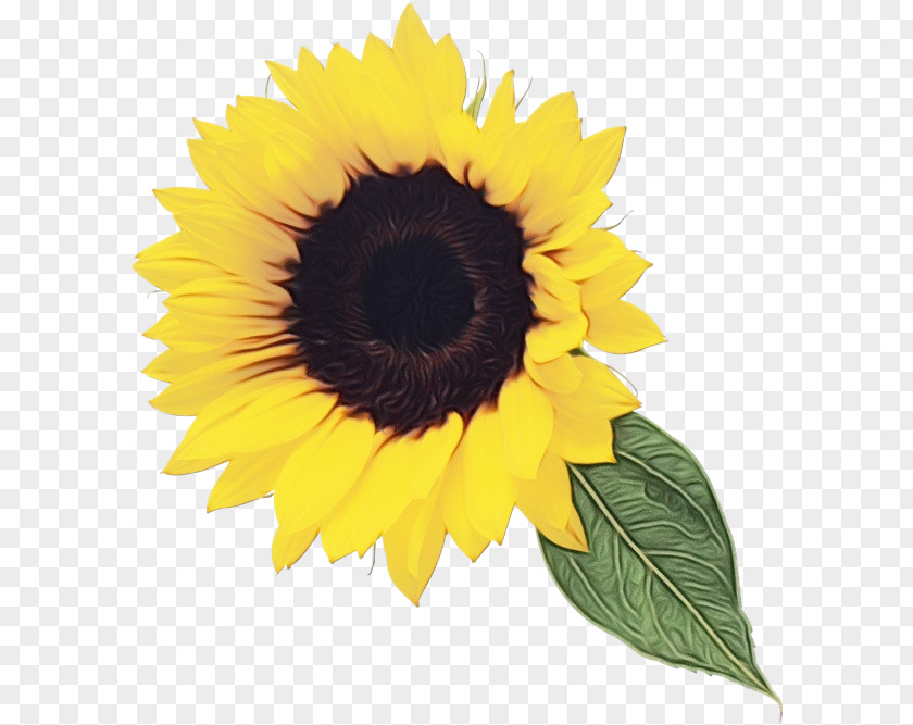 Sunflower Clip Art Desktop Wallpaper Image PNG