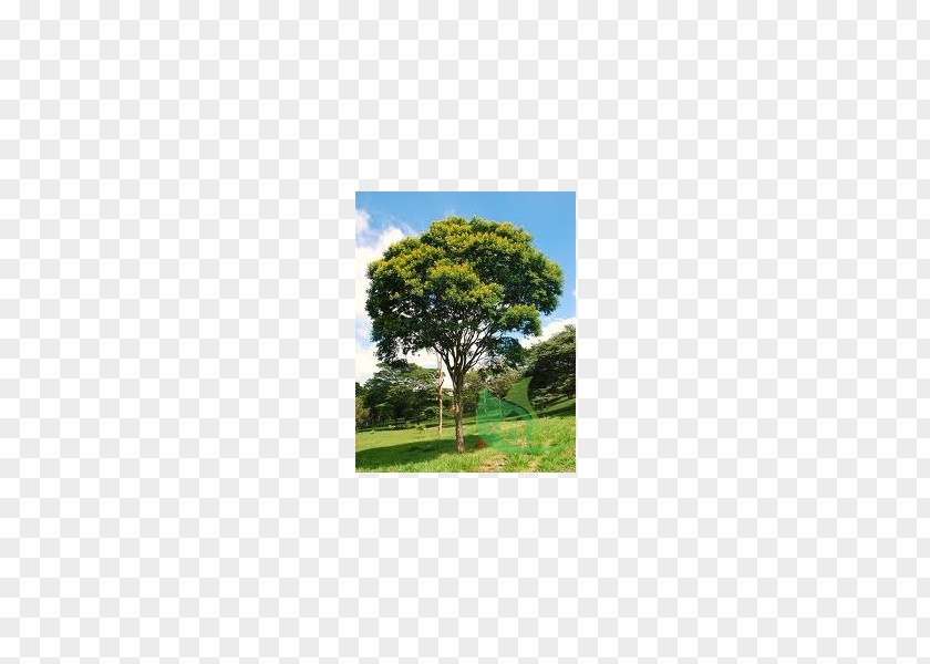 Tree Caesalpinia Pluviosa Tabebuia Roseo-alba Handroanthus Chrysotrichus Chrysantha PNG