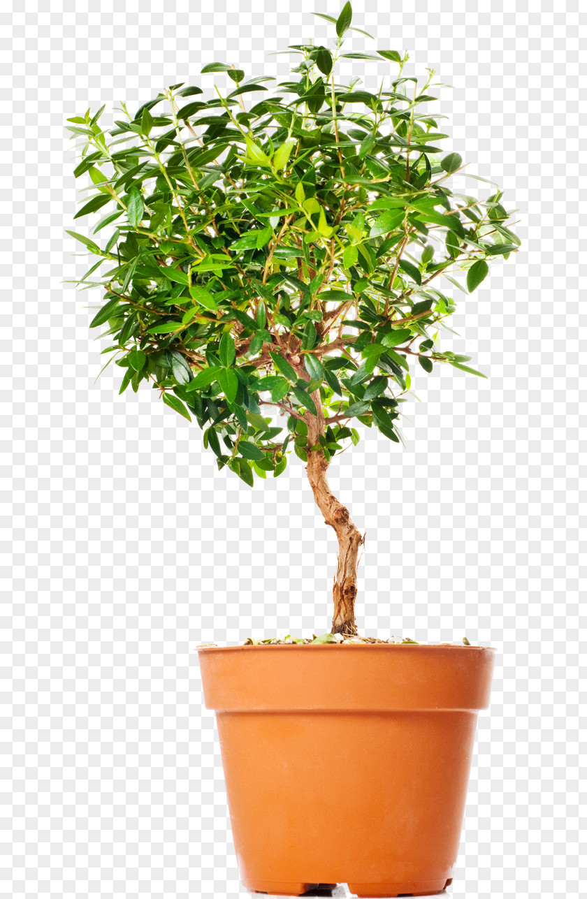 Bannet Icon Tree Chinese Sweet Plum Flowerpot Bonsai Photography PNG
