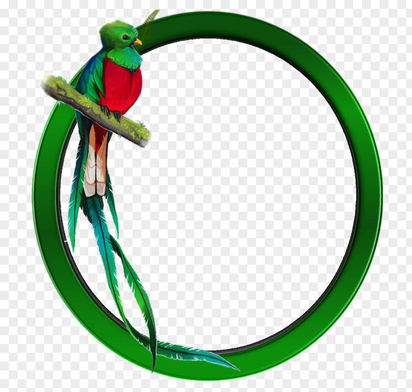 Bird Guatemalan Quetzal Resplendent PNG