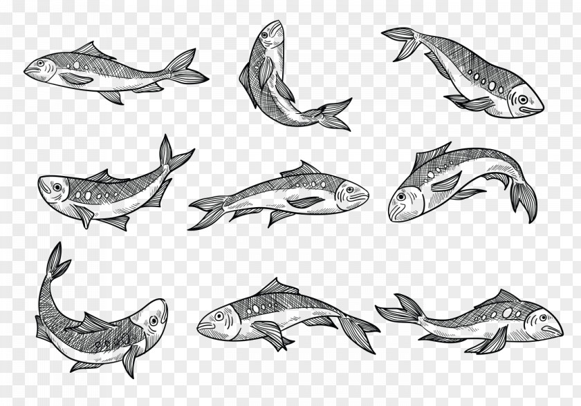 Fish Sardine Sketch Drawing Vector Graphics PNG