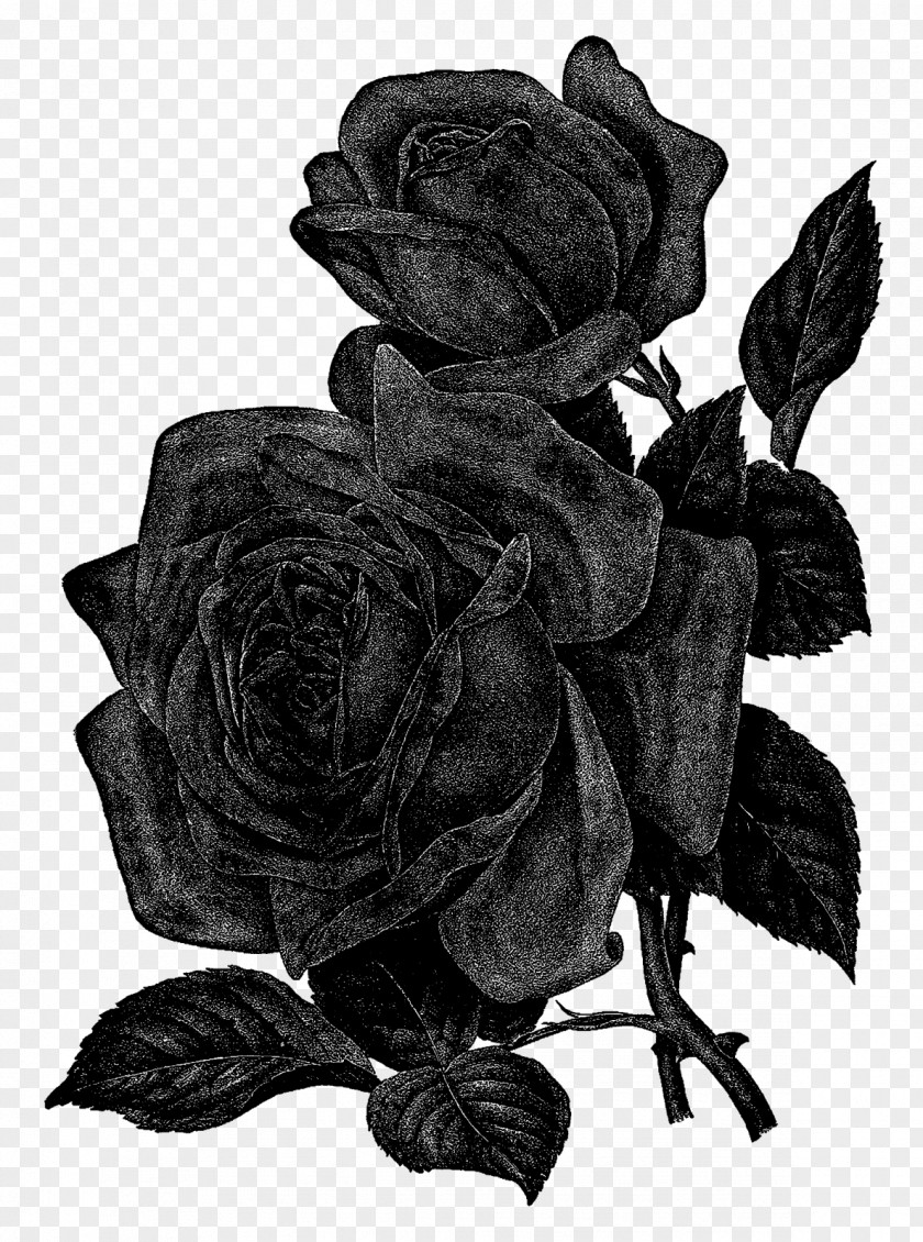 Flower Black Centifolia Roses And White Clip Art PNG