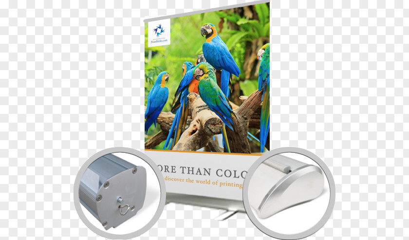 Roll Up Banners Macaw Advertising Technology Parakeet PNG