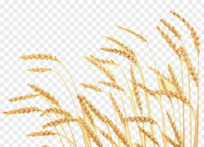 Wheat Food Cereal Mormonism The Church Of Jesus Christ Latter-day Saints PNG