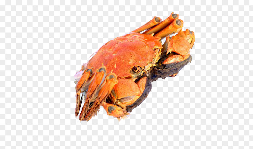 Chinese Mitten Crab Lobster Seafood PNG mitten crab Seafood, clipart PNG