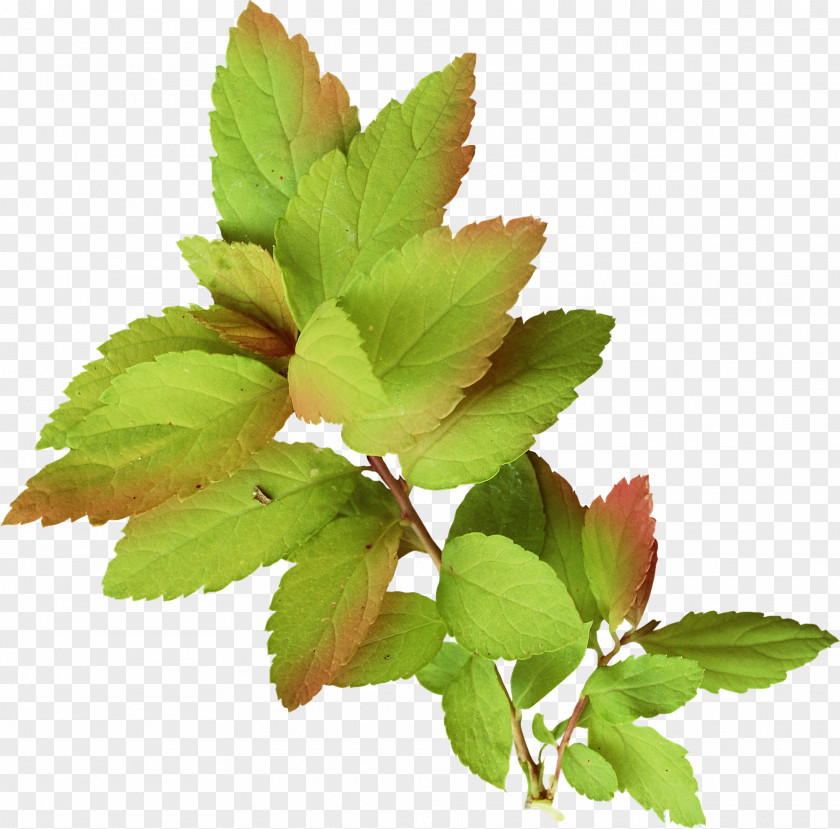 Green Leaves Autumn Photography Watercolor Painting Clip Art PNG