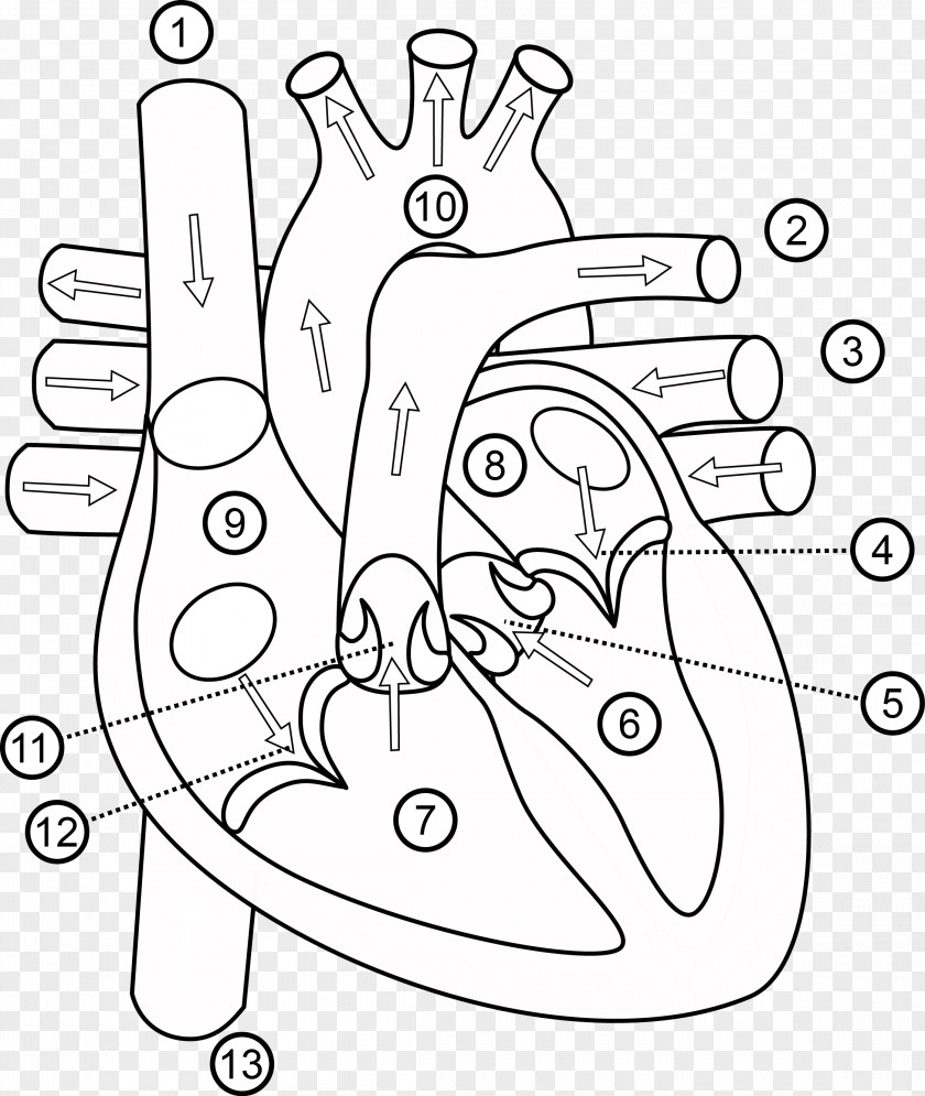 Heart Butterfly Anatomy Human Body Organ PNG body Organ, human heart clipart PNG