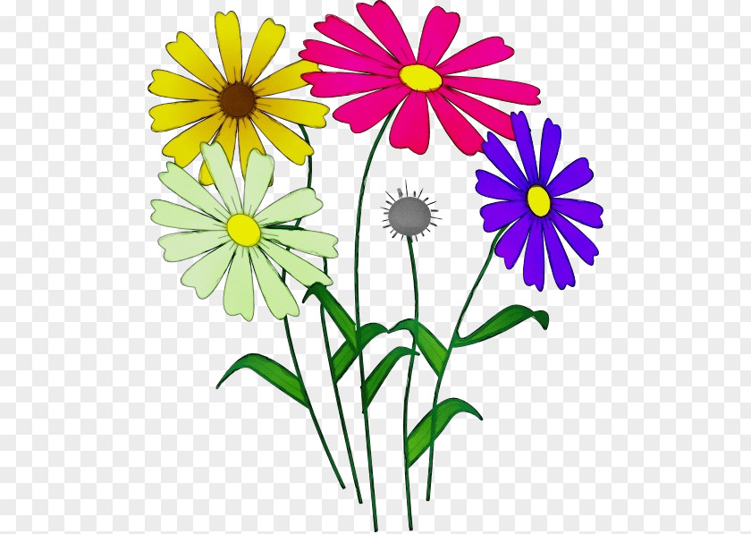 Plant Stem African Daisy Drawing Of Family PNG