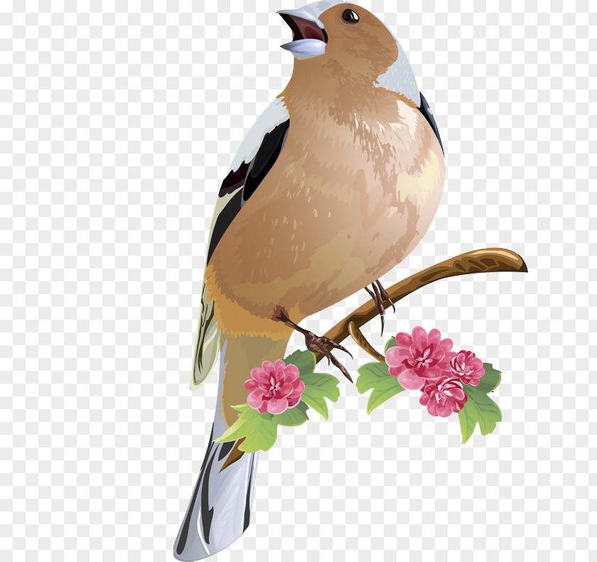Singing Birds Bird Royalty-free Clip Art PNG